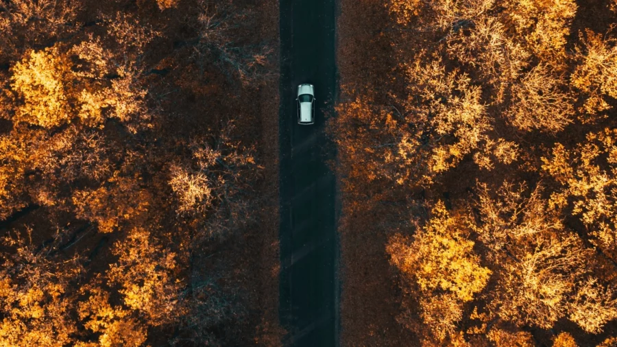 Car driving down tree lined road